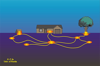 Termites feed in multiple areas interconnected by underground tunnels