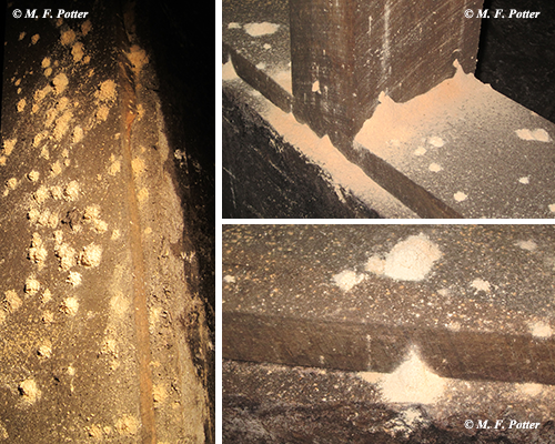 Powderpost beetles tunnel through wood, producing fine powder and small exit  holes.