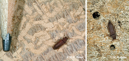 Anobiid powderpost beetle (the holes are where beetles emerge from the wood) 