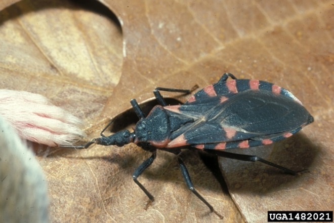 Eastern bloodsucking conenoses are large insects with a distinctive black and orange coloration and distinctive patterns on the edge of their abdomen