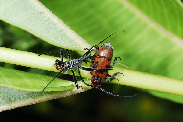 wheel bug feeding