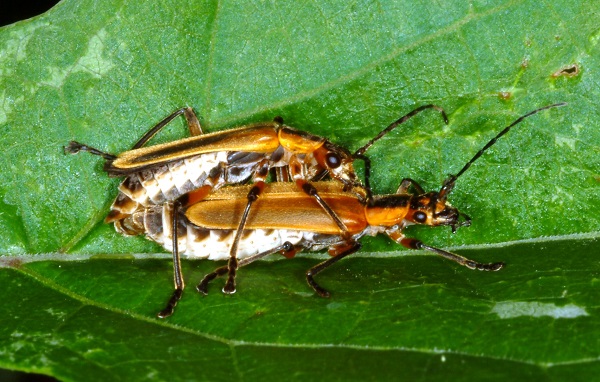 mating fireflies