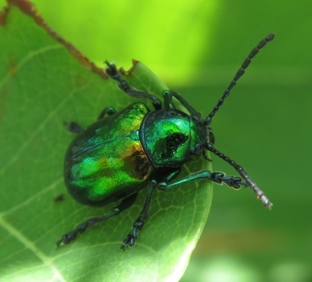 Dogbane Beetle: Feeding on Toxic Plants Provides Benefits to Survive ...