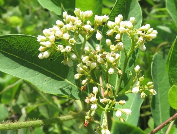 Indian hemp dogbane inflorescence.