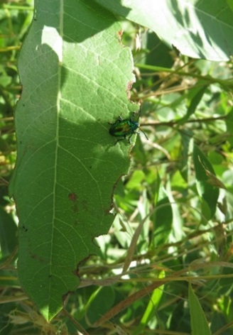 Typical damage of dogbane beetles on Indian hemp leaves.