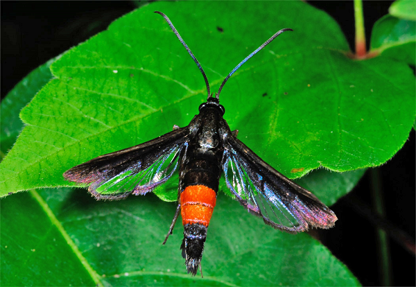 Fruit tree moth sticky trap with pheromone lure to monitor insect