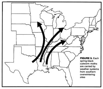 black cutworm overwinter sites