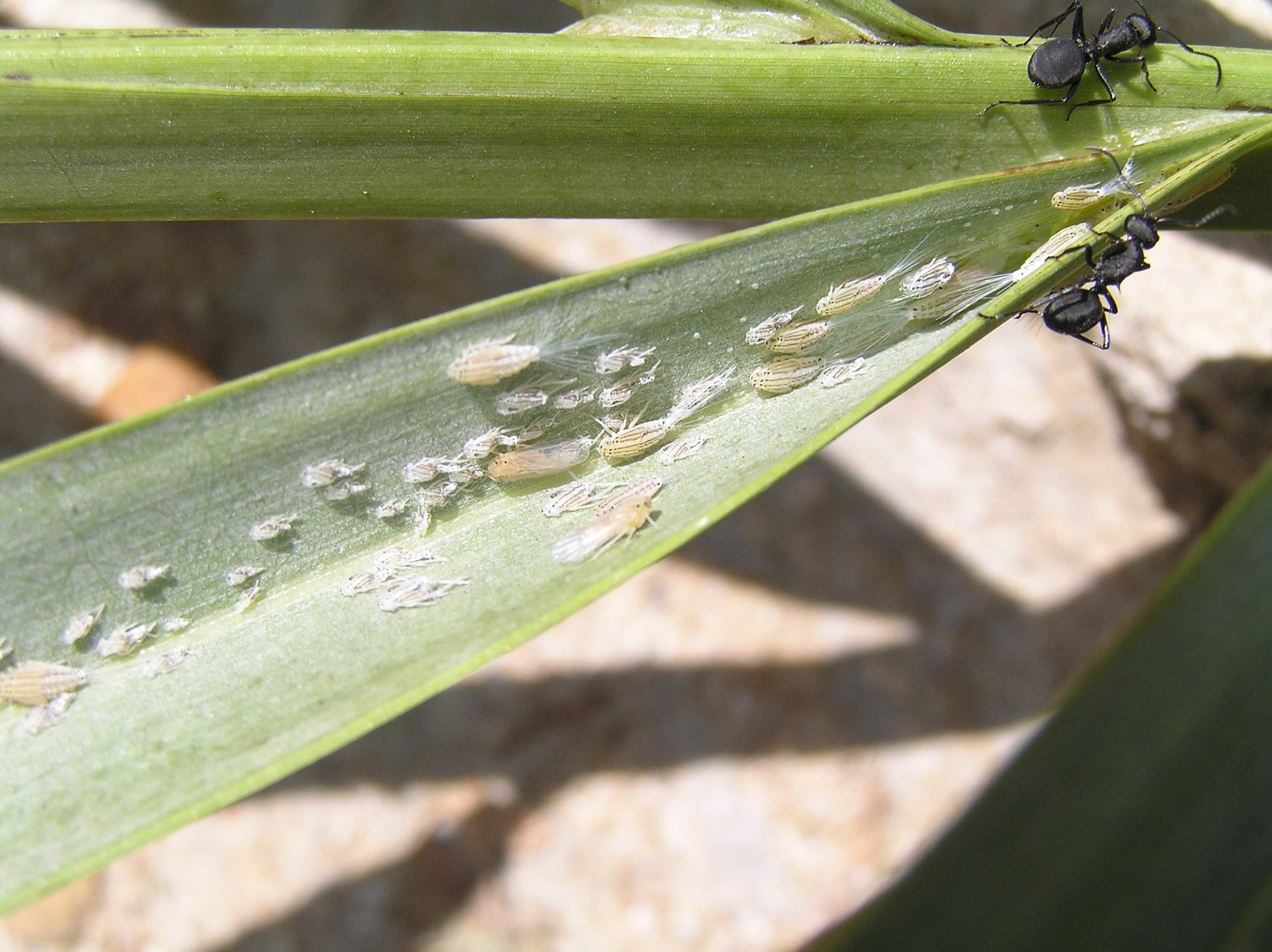 Dubas bugs on a palm leaf