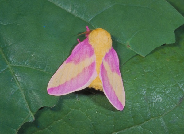 rosy maple moth