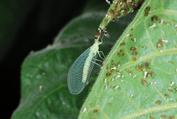 Green Lacewing Entomology