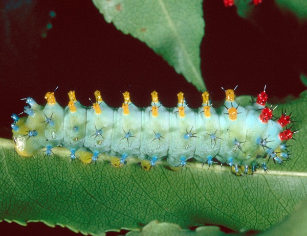 Giant Silkworm Moths Entomology