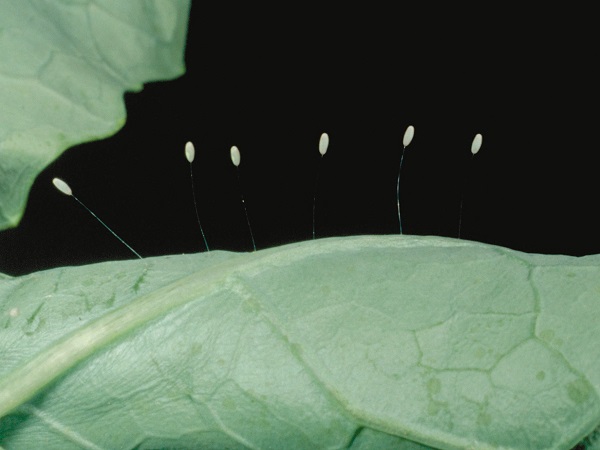 green lacewing eggs