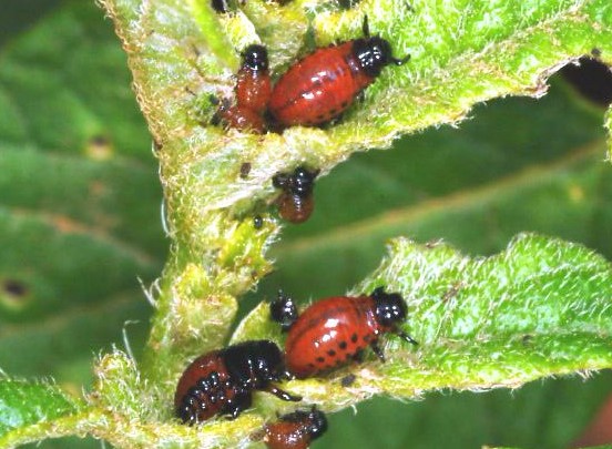 Figure 2. Colorado potato beetle larvae are humpbacked with two rows of black spots on each side of the body.