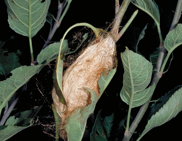 Giant Silkworm Moths Entomology