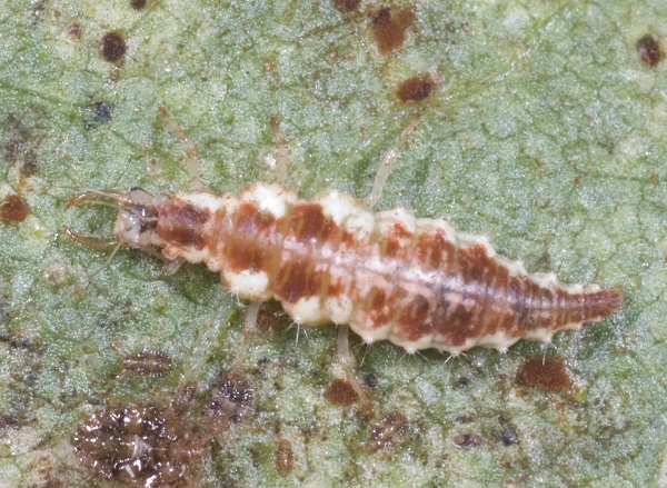 green lacewing larva