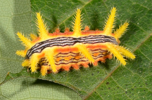 stinging rose caterpillar