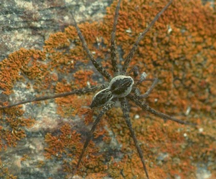 Fishing spiders big, not bad