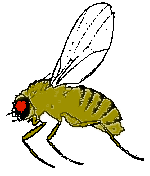 https://entomology.ca.uky.edu/files/inline-images/fruitfly.gif?itok=LhbDLL2J