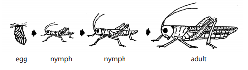 gradual metamorphosis