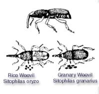 Grain Weevils