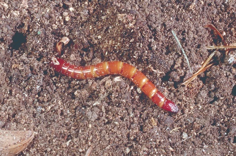 Common Core Insect Research