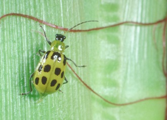 Southern corn rootworm adult.