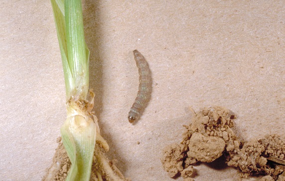 lesser cornstalk borer