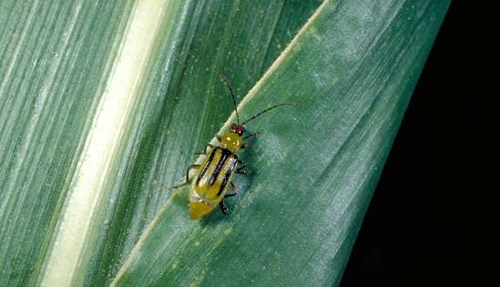 western corn rootworm adult