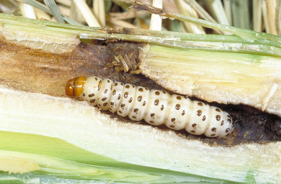 SCB larva