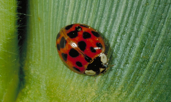 Asian multicolored lady beetles