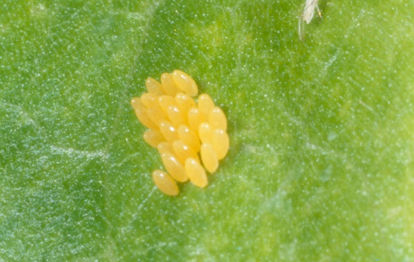 lady beetle eggs