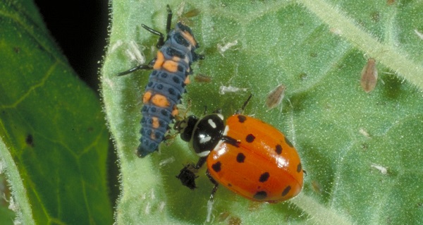 convergent lady beetle adult and larva