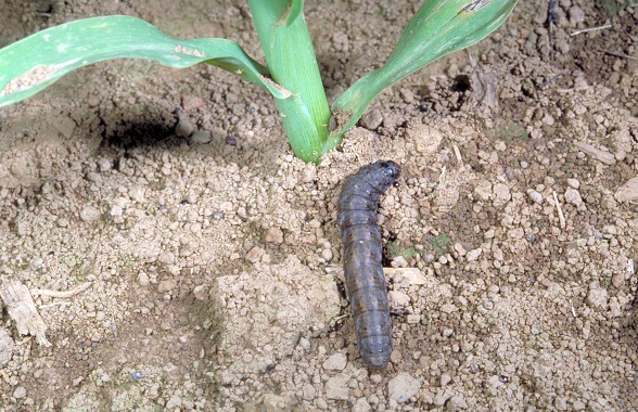 cutworm