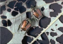 Adult Japanese beetles