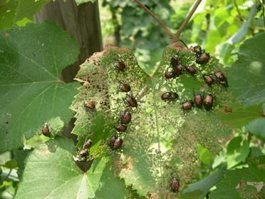 Leaves skeletonized by Japanese beetles