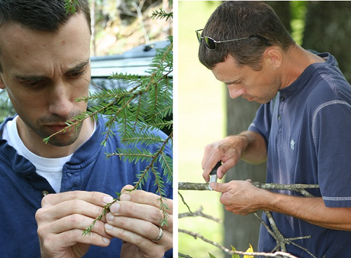 Inspecting for Invasive Pests