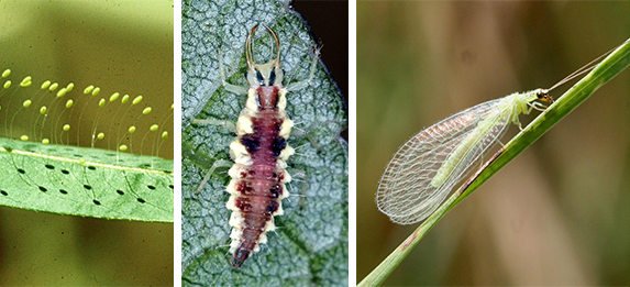 Ohio's Natural Enemies: Lacewings
