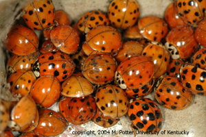 Asian Lady Beetle Infestation of Structures