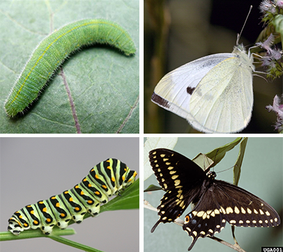 butterfly pests