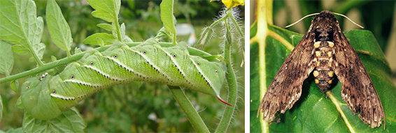 tomato hornworm