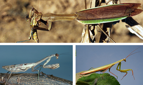 mantids