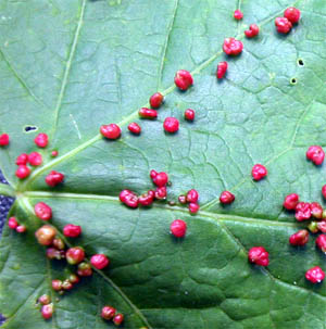 Maple Bladder Galls