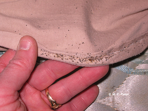 Bed bugs should always be considered a possibility in mystery bite investigations
