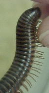 Millipede Legs