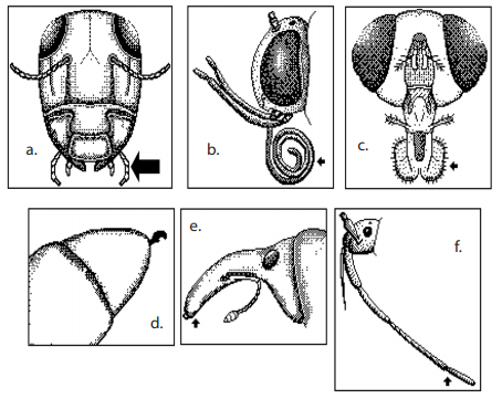 mouthparts