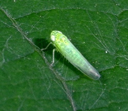 Leafhopper deals