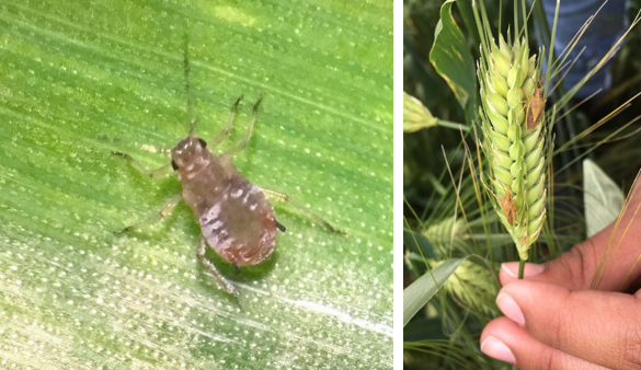 Aphid & Rice Stink Bug