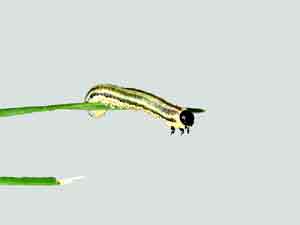 European Pine Sawfly