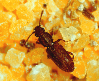 Sawtoothed Grain Beetles 