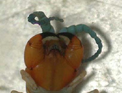 View of the head from below showing the sharp, black-tipped fangs